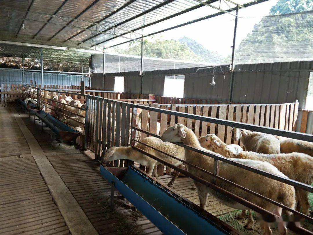 農村小農場家禽飼養指南
