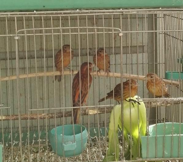 玩賞鳥的分類與家禽飼養